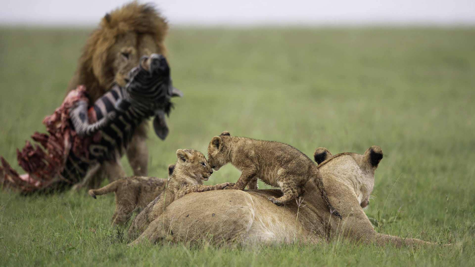 Cheetah Camp – Porini Camps